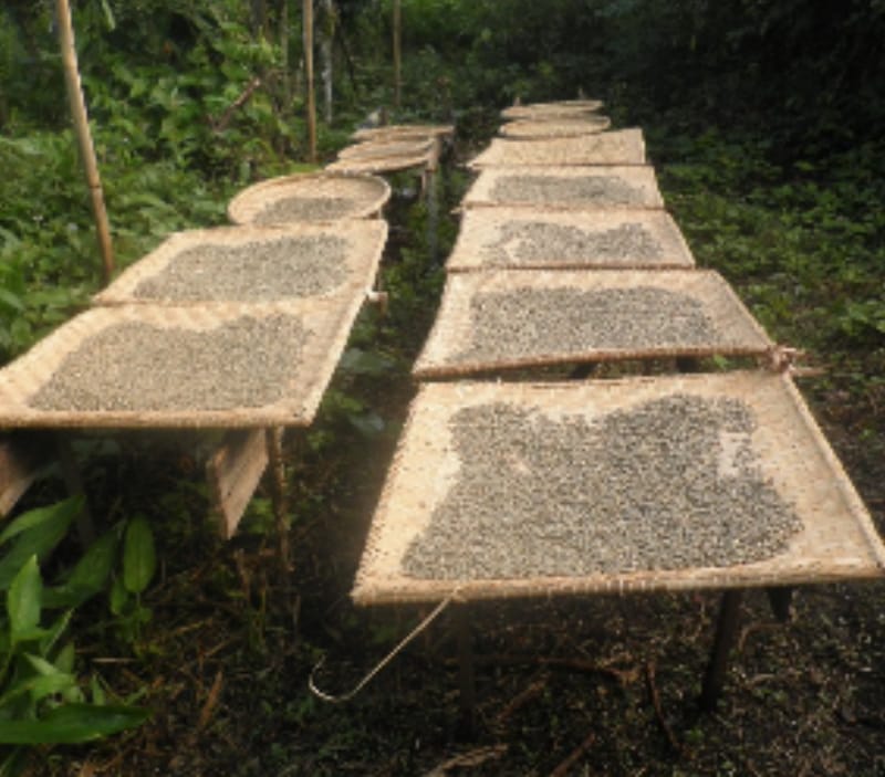 Pengolah Kopi Luwak